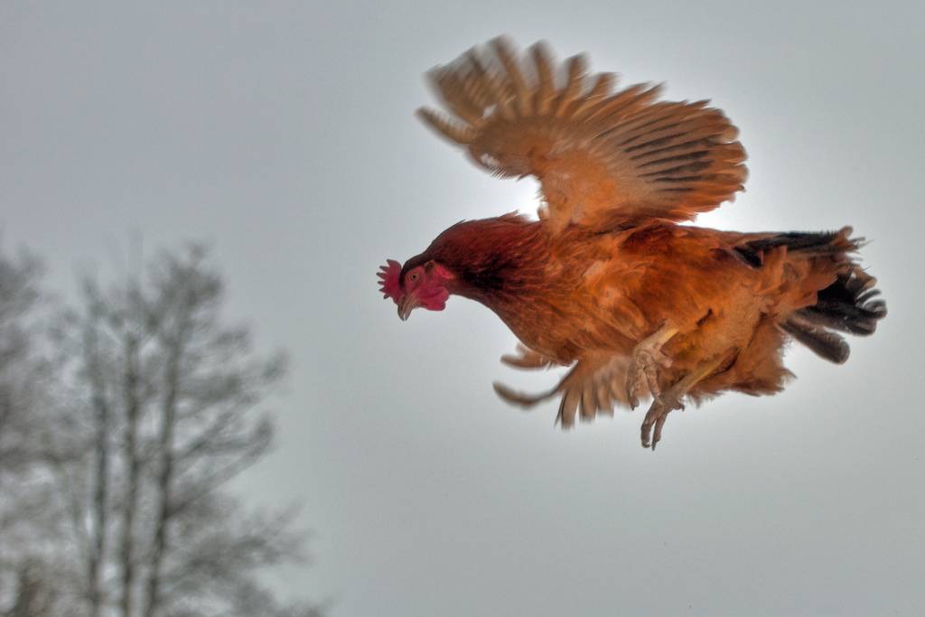 Почему курица не может летать и подниматься в воздух как дикие птицы