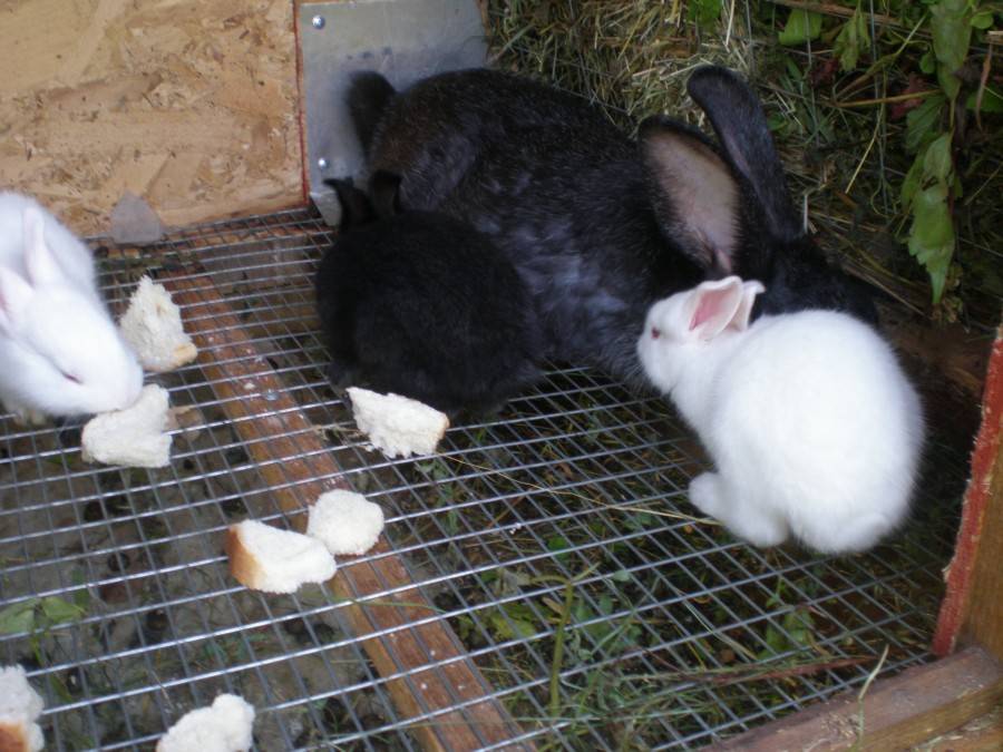 Разведение кроликов как бизнес | cельхозпортал