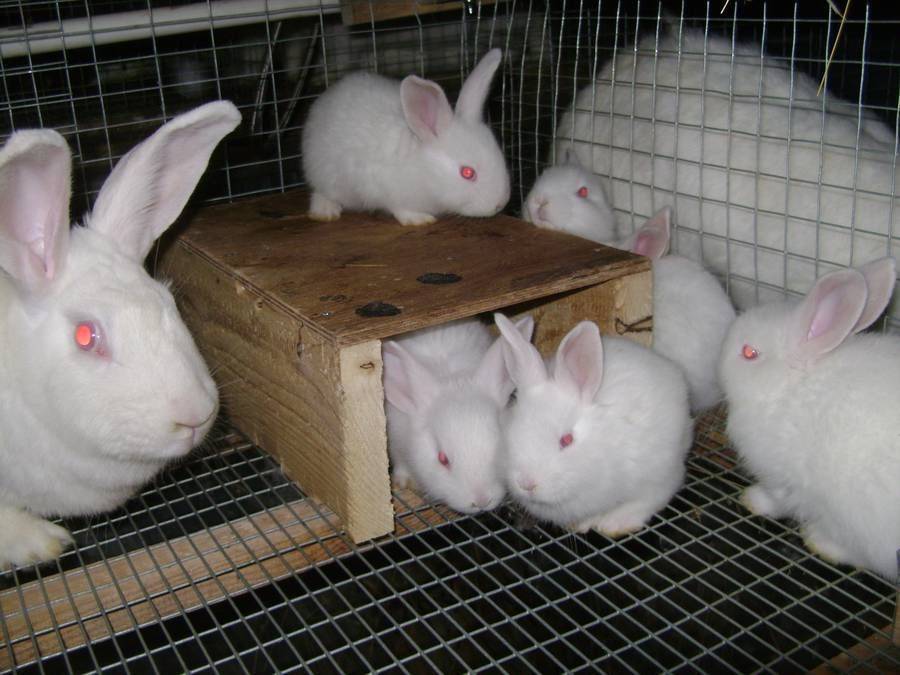 Кролики белые великаны – гигантские красноглазые альбиносы