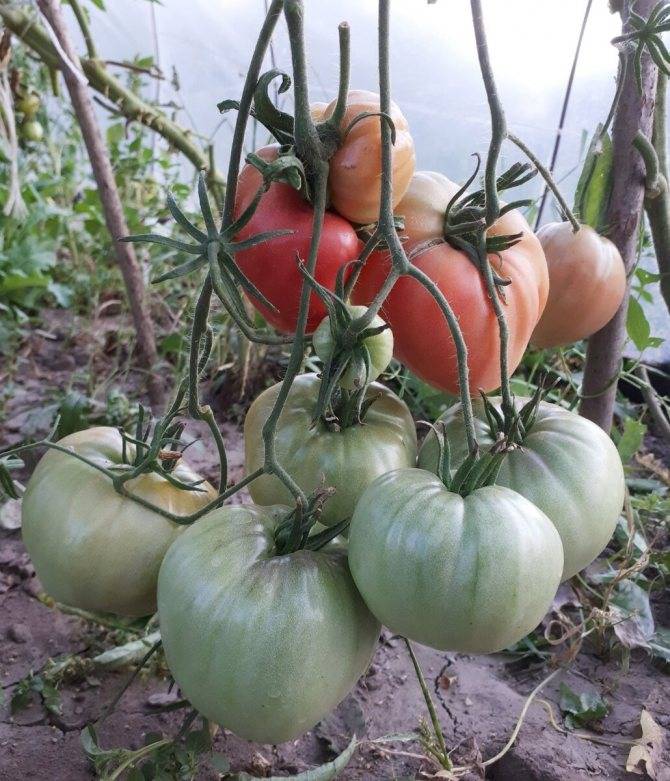 Секреты и особенности выращивания сочных крупноплодных томатов сорта мазарини