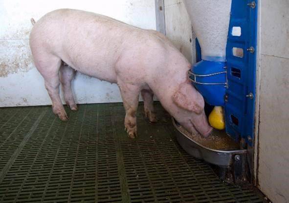 Поилки для свиней: удачные конструкции и руководство по изготовлению ао "витасоль"