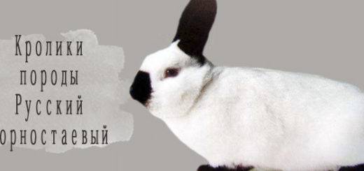 Гималайский кролик. особая порода кроликов меняет свой окрас в холоде