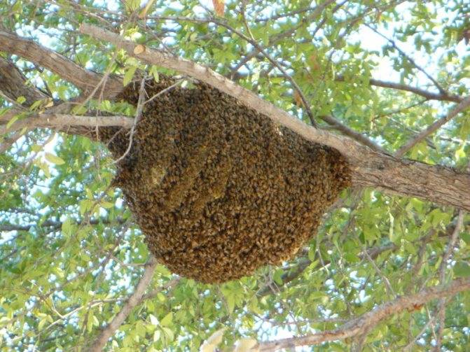 Как избавиться от диких пчел на дачном участке, в стене и под полом дома? чем вывести пчел из дома?