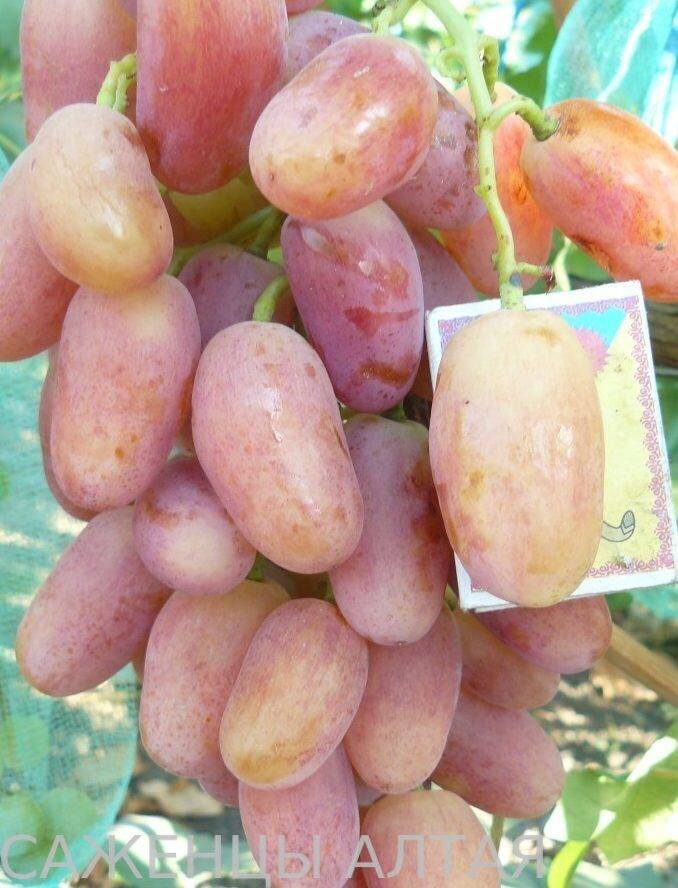 Выращивание винограда сорта виктор