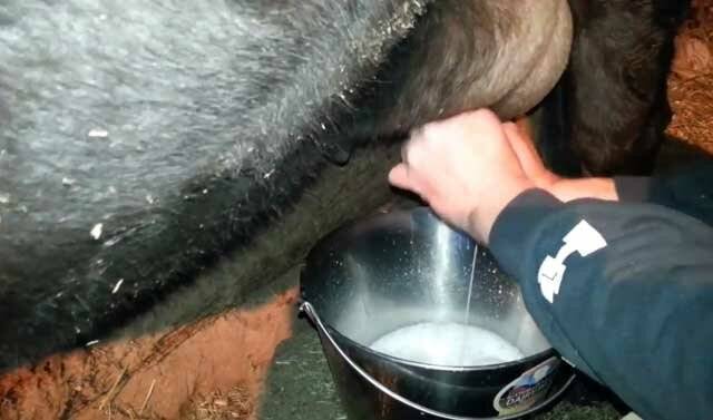 Почему у коровы горчит молоко? как избавиться от горечи?