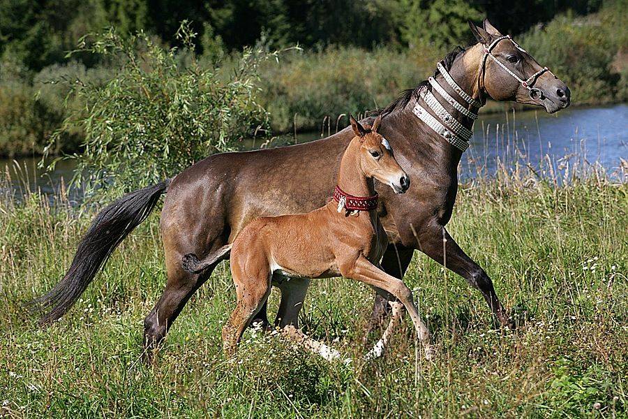 Случка лошадей: особенности и как происходит