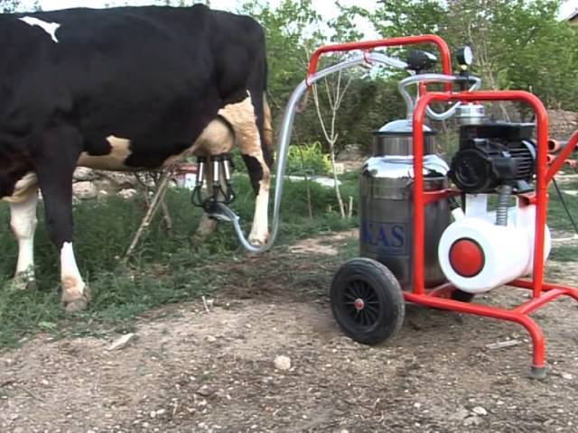 Доильный аппарат для коров: как сделать в домашних условиях