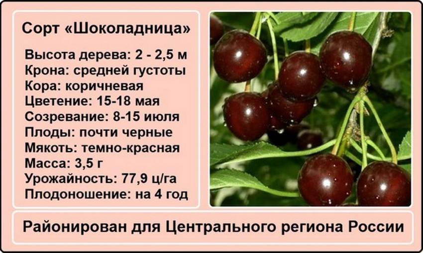 Сорт вишни шоколадница: описание и советы по выращиванию