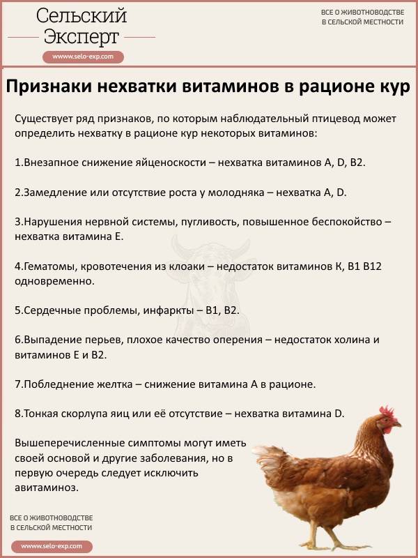Пробиотики для цыплят