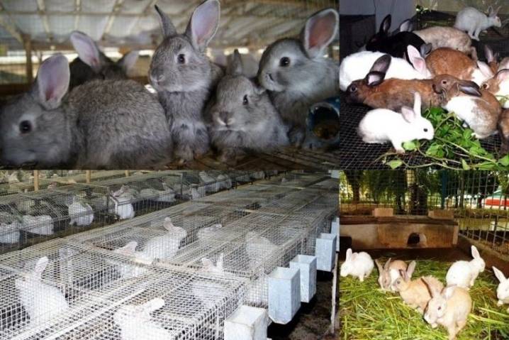 Разведение кроликов: в малых, средних, промышленных масштабах, выгодно или нет, как сбывать продукцию, особенности, сроки получения прибыли