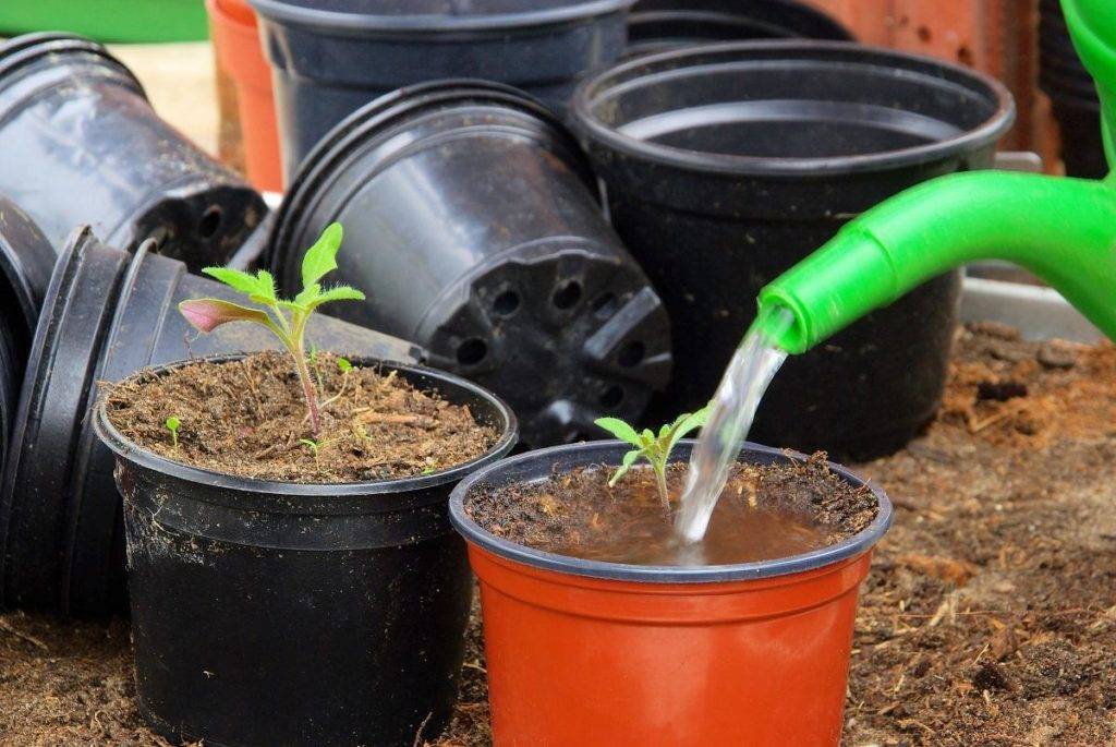 Готовая рассада помидоров: чем, когда и как поливать для хорошего роста и плодоношения