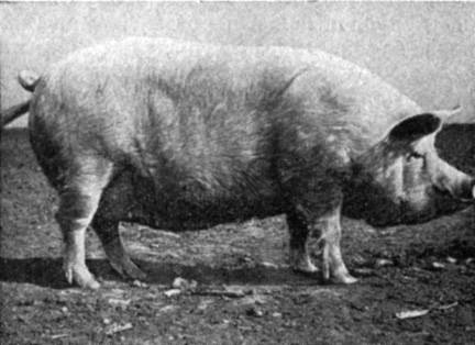 Как выбирать и содержать свиней породы мангал
