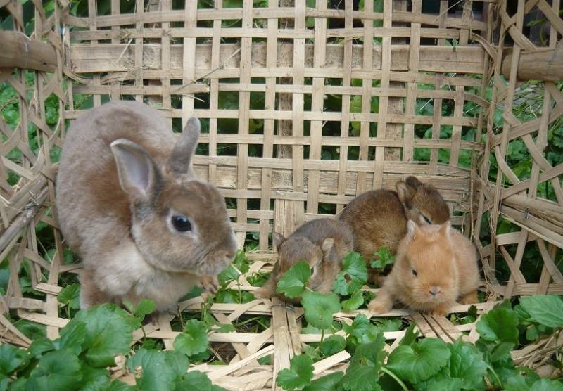 Декоративные кролики: уход и содержание в домашних условиях. сколько живут декоративные кролики, чем кормить, какие болезни, прививки?