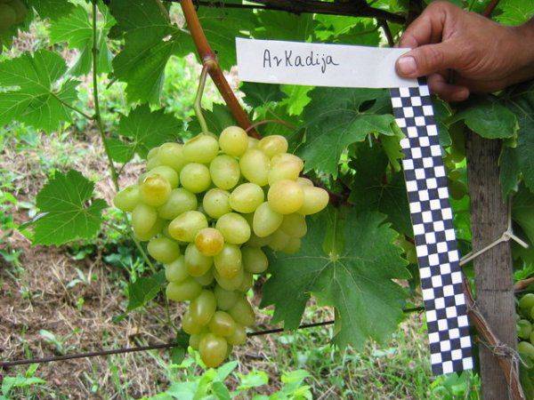 Виноград аркадия – описание сорта, отзывы, урожайность, посадка и уход + фото