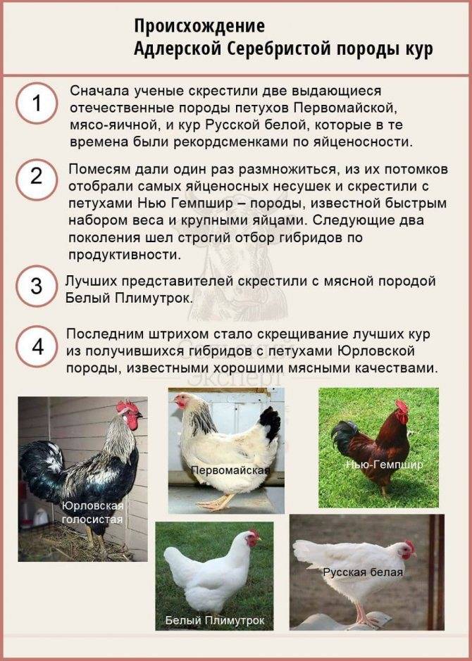 Русская белая порода кур: описание и характеристика исконно русских куриц