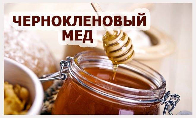 Чернокленовый мед: полезные свойства и противопоказания, польза и вред