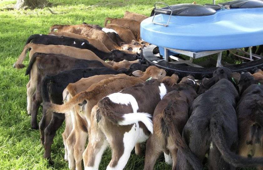 Особенности эффективного разведения коров в домашних условиях | cельхозпортал