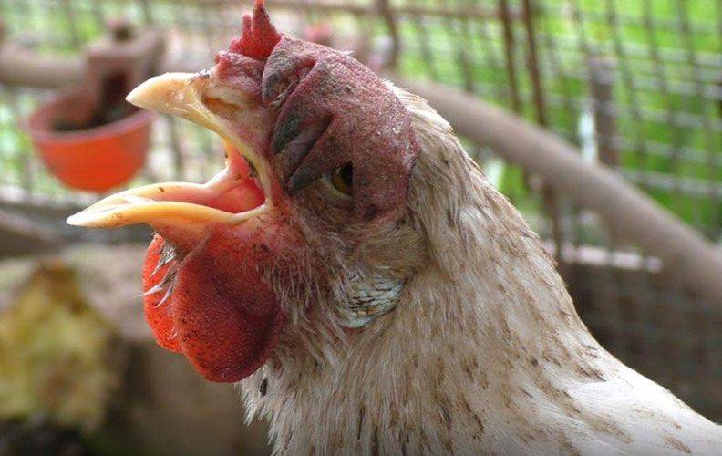 Куры перестали клевать корм: почему птицы не едят