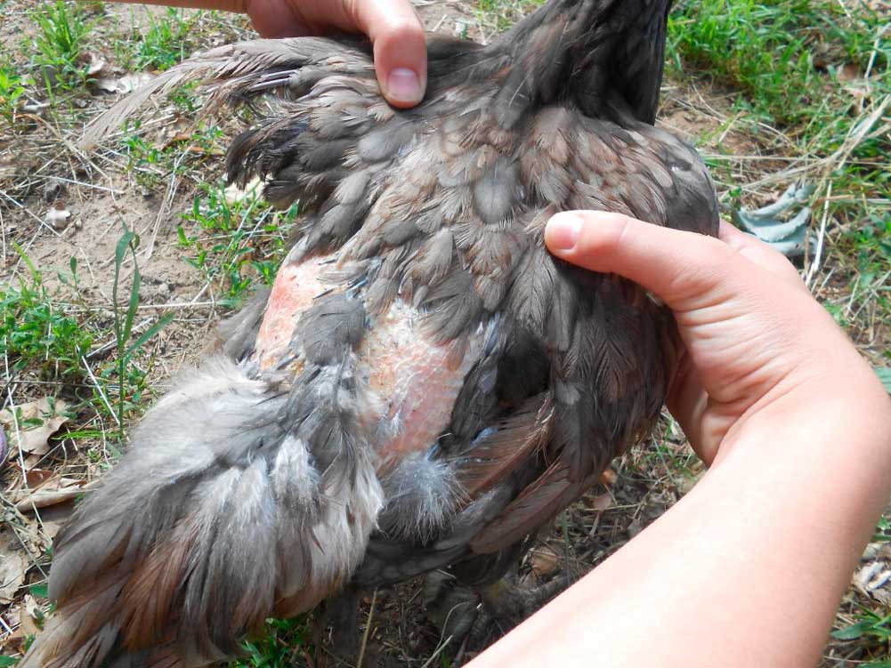Почему у домашних кур выпадают перья (алопеция): на спине, на голове, на попе, что при этом делать, почему куры едят свои выпавшие перья
