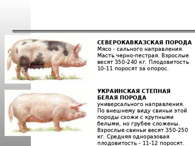 Разведение свиней. породы свиней. свиноводство как бизнес :: syl.ru
