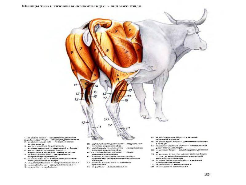 Скелет коровы: анатомия и схема строения, названия костей и систем, внутренние органы