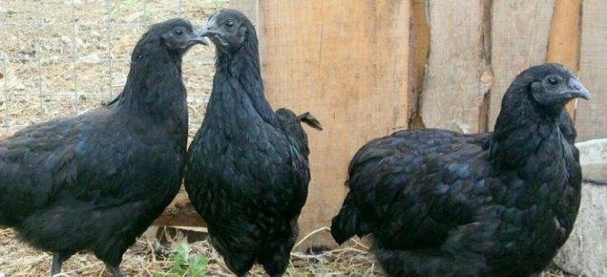 Ухейилюй (лакеданзи): черные куры китайского происхождения с необычными зелеными яйцами. характеристика и особенности породы