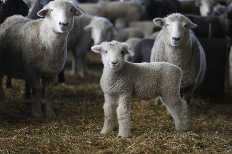 ᐉ разведение овец как бизнес: с чего начать, основные затраты - zooon.ru