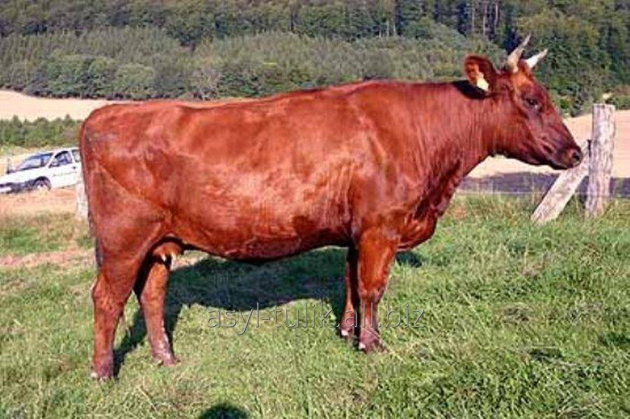 Породы коров: виды, описание, особенности пород
