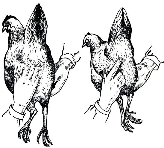 Как петухи оплодотворяют курицу? как определить оплодотворенное яйцо курицы