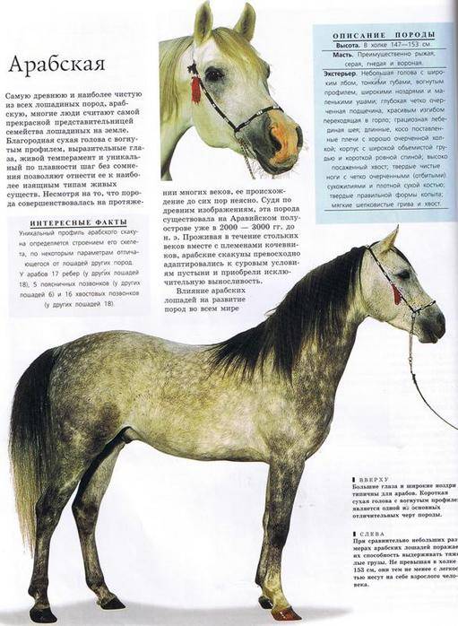 Арабская порода лошади: фото и видео, характер и описание, история