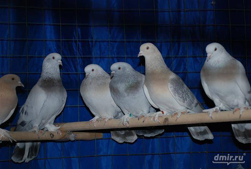 Голубь - описание, виды и особенности жизни птицы