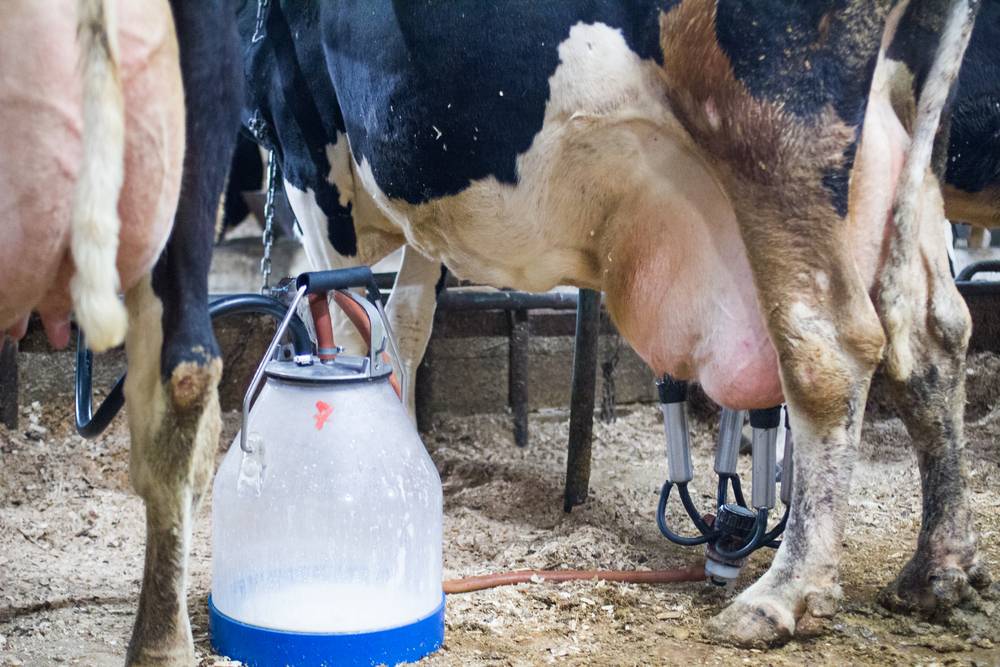 Мастит у коров – причины, симптомы, профилактика и лечение