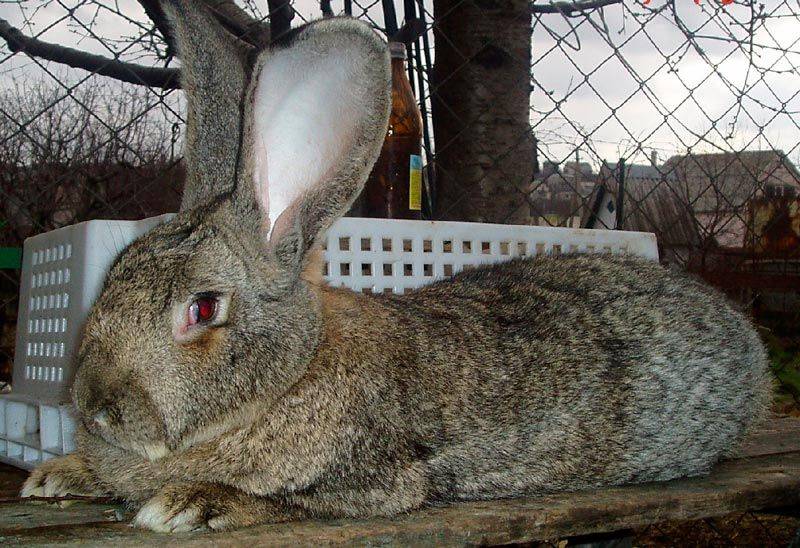 Кролик породы фландр (бельгийский великан): содержание и разведение в домашних условиях