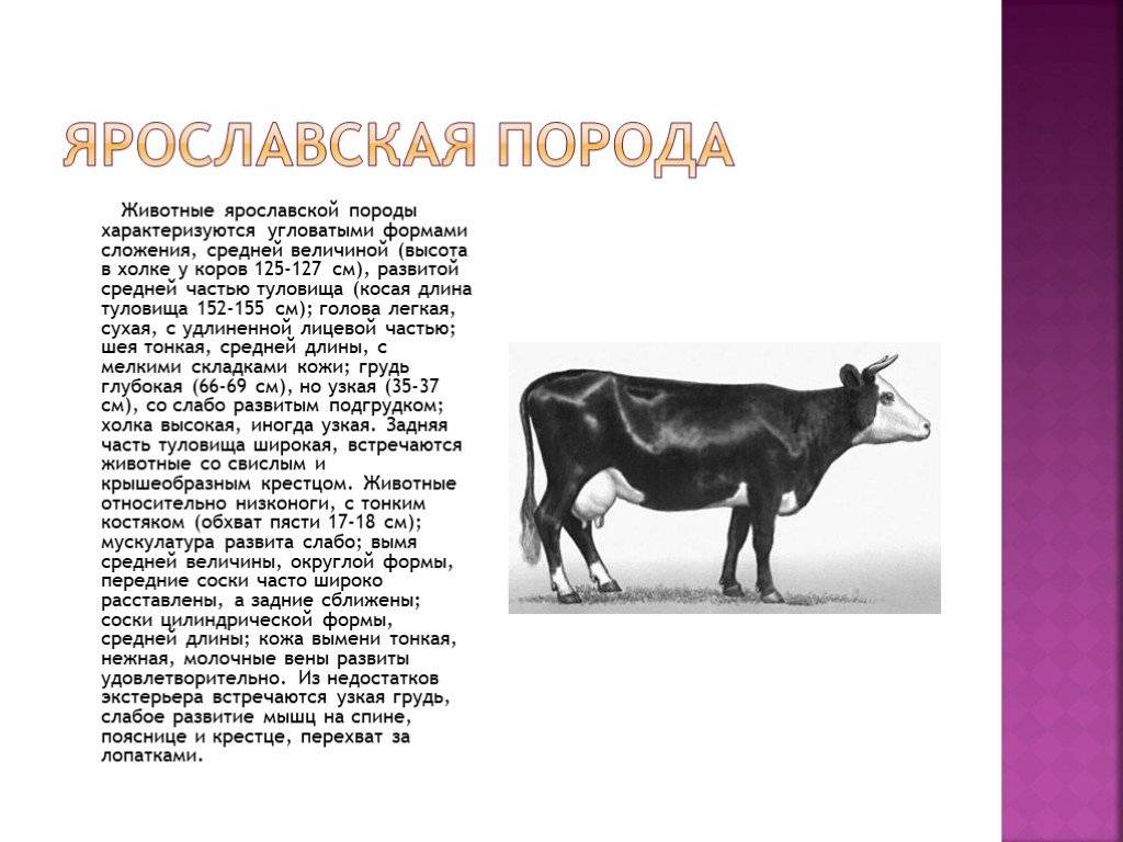 Выбор коровы. ярославка. / блог: anna1304