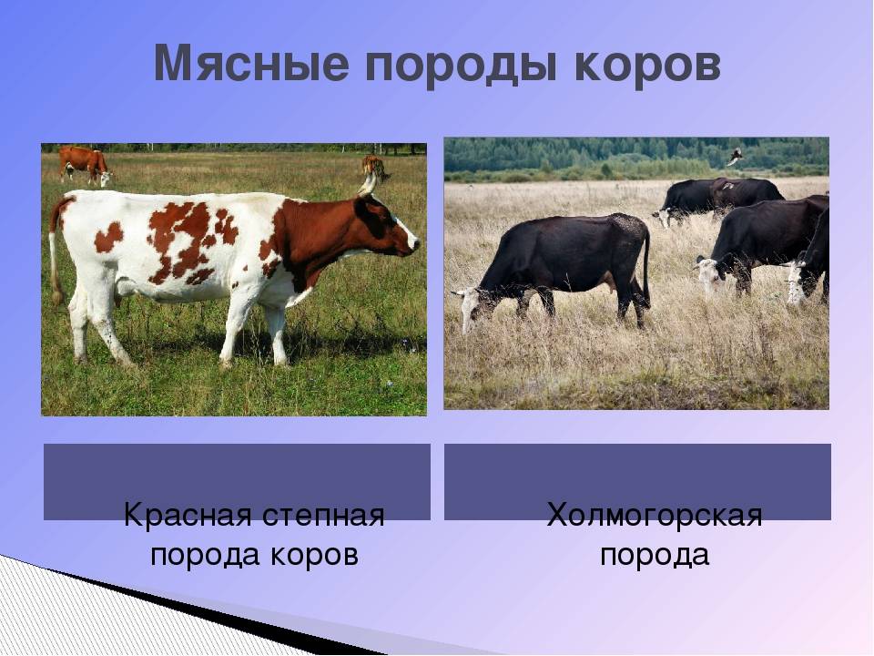 Характеристика холмогорской породы коров