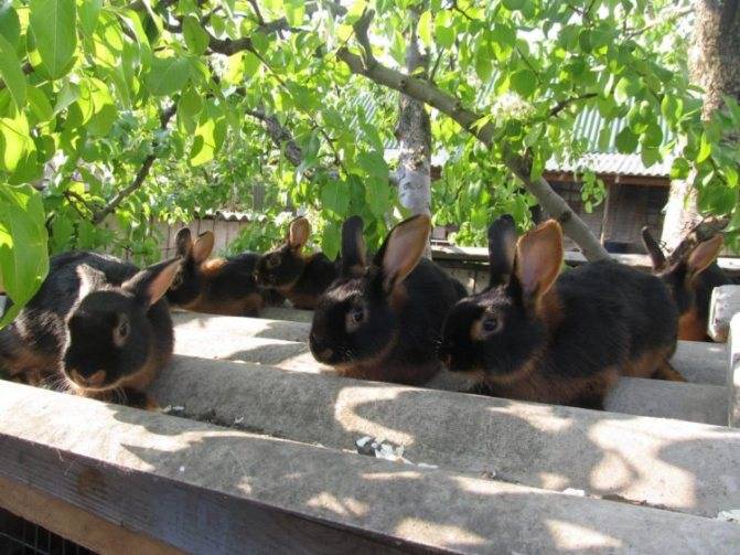 Особенности разведения черно-бурых кроликов