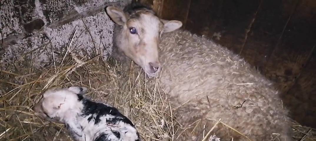 Случка и окот у овец: суягность, определение беременности, отъем ягнят