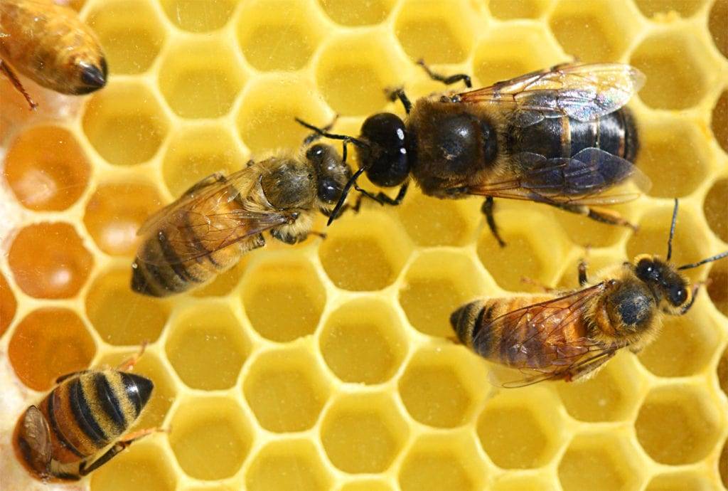 Пчелиная матка (королева) — полный обзор, фото и видео