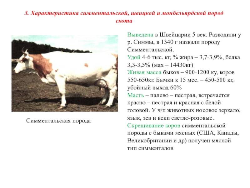 Особенности симментальской породы коров: характеристика, содержание бычка, производительность