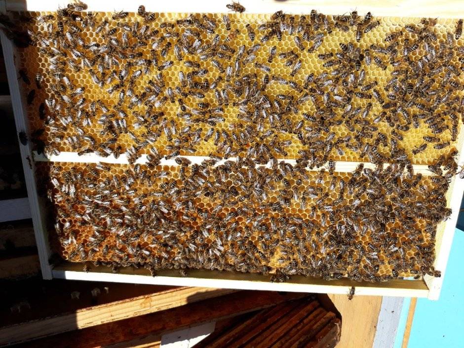 Пчелы бакфаст: описание породы и правила содержания