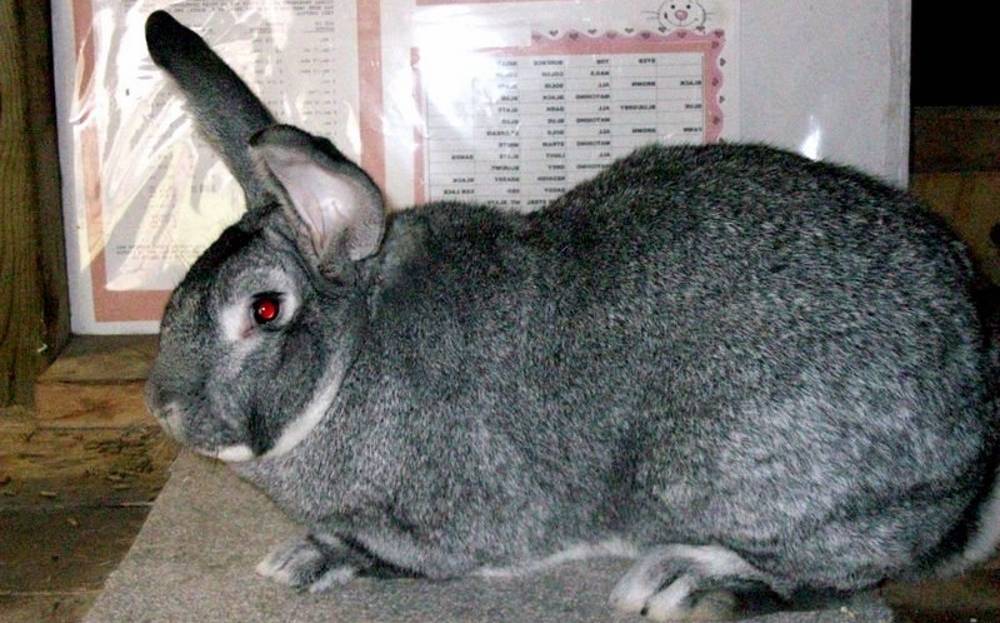 Кролик великан – основные породы, особенности разведения и ухода