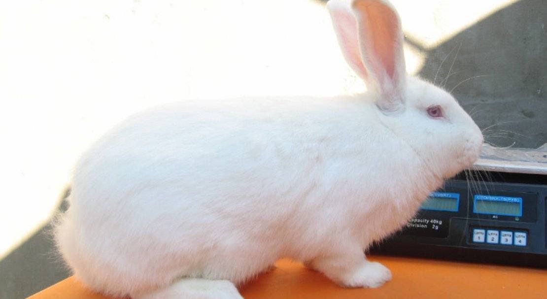 Кролик белый паннон: характеристика и описание породы, фото, особенности содержания