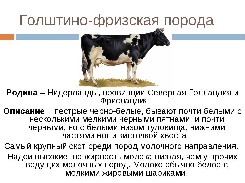 Описание экстерьера и продуктивности Голштинской породы коров