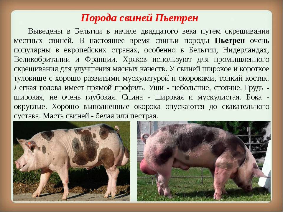 Кармалы: порода свиней с описанием