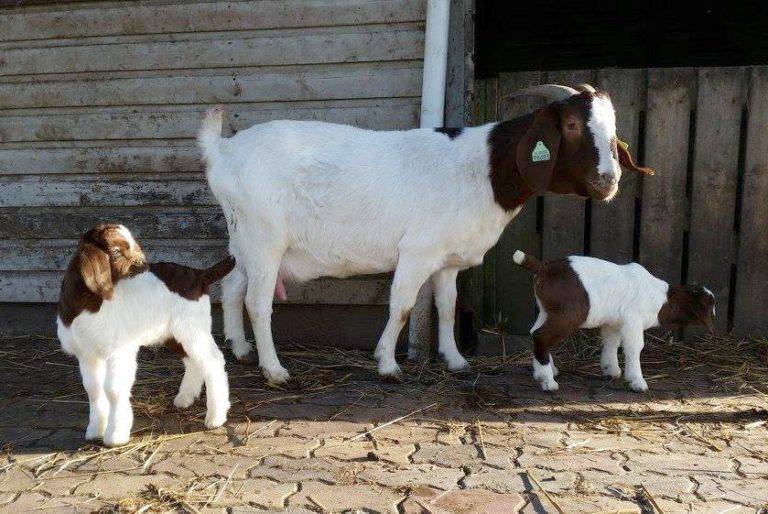 Ангорская коза - описание породы, продуктивность, разведение - домашние наши друзья