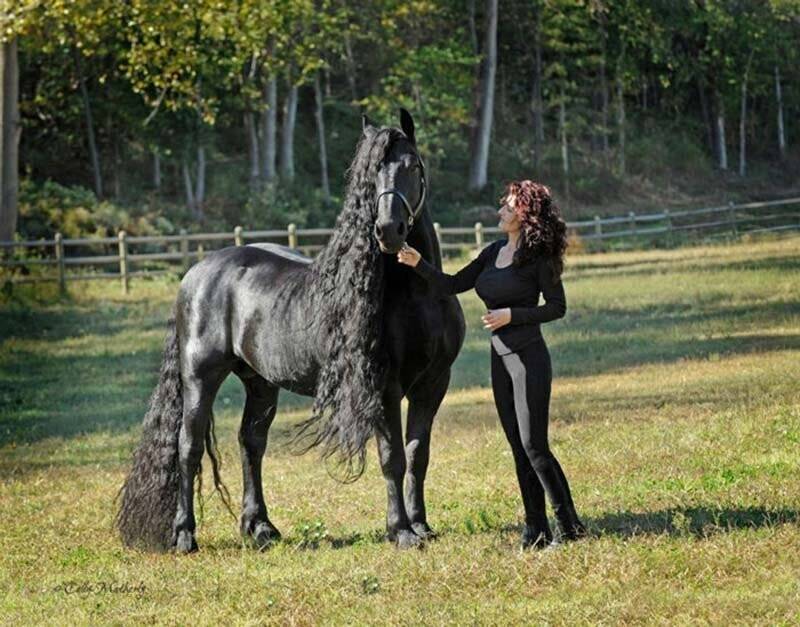 10 самых красивых пород лошадей