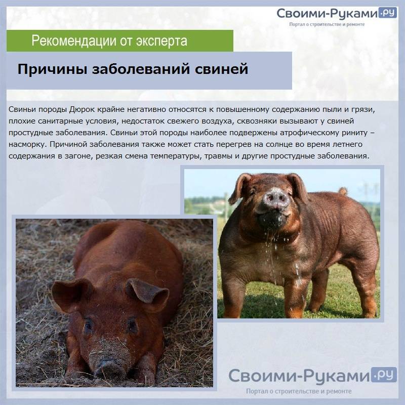 Дюрок порода свиней: характеристика, внешние особенности и условия выращивания