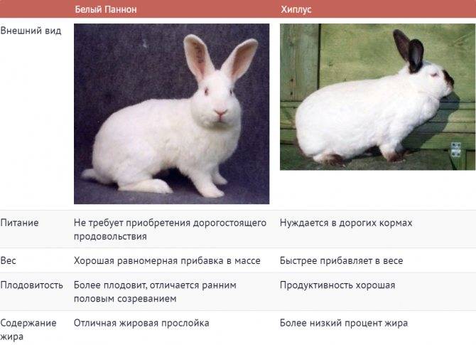 ᐉ кролики великаны: обзор пород, разведение и выращивание - zooon.ru