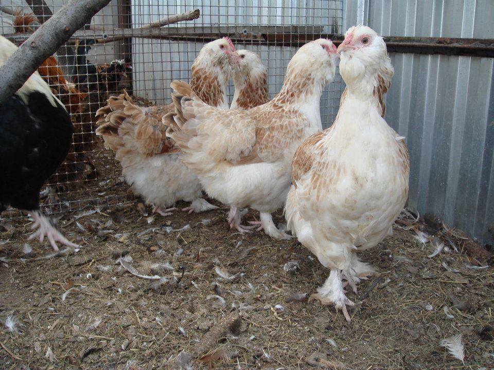 Фавероль порода кур: описание цыплят, петухов фавероли лососевой