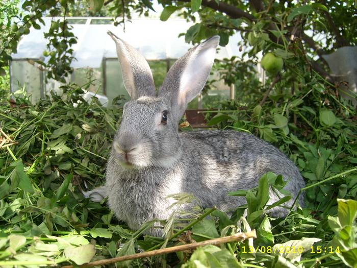 Кролики породы великан: описание и содержание